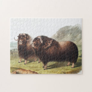 Illustratie Musk Ox (Ovibos moschatus) Legpuzzel