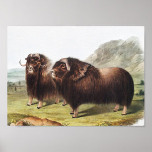 Illustratie Musk Ox (Ovibos moschatus) Poster