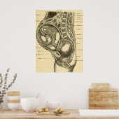 Illustratie Obstetrie Poster (Keuken)