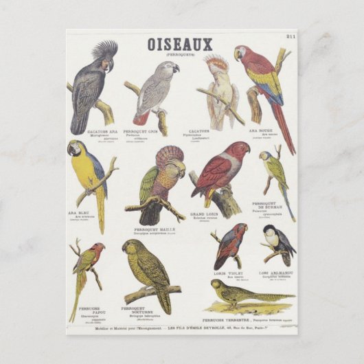 Illustratie oiseaux briefkaart (Voorkant)