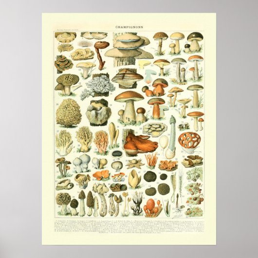 Illustratie paddenstoel wetenschap - Adolphe Millo Poster (Voorkant)