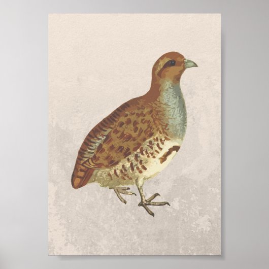 Illustratie partridge Bird Poster (Voorkant)