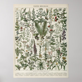 Illustratie Planten  afdrukken Poster