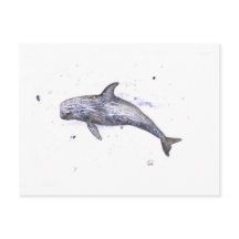 Illustratie Risso Dolphin