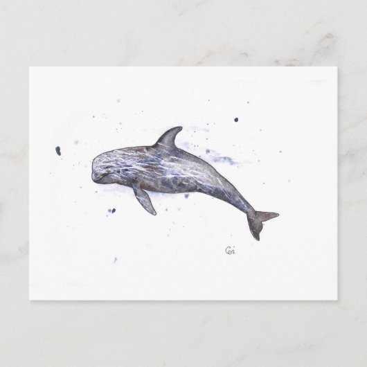 Illustratie Risso Dolphin Briefkaart (Voorkant)