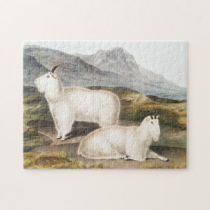 Illustratie Rocky Mountain Goat (Capra Americana) Legpuzzel
