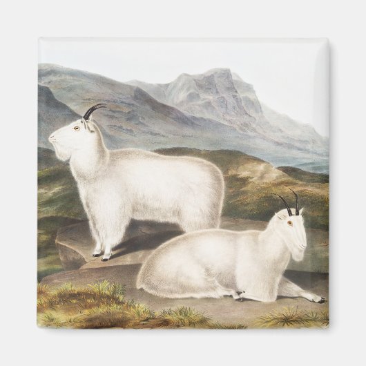 Illustratie Rocky Mountain Goat (Capra Americana) Magneet (Voorkant)