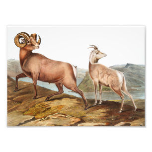 Illustratie Rocky Mountain Sheep (Ovis montana) Foto Afdruk