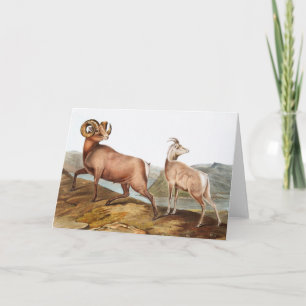 Illustratie Rocky Mountain Sheep (Ovis montana) Kaart