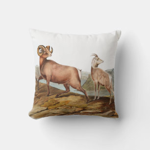 Illustratie Rocky Mountain Sheep (Ovis montana) Kussen