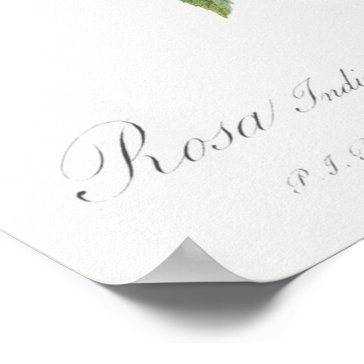 illustratie Roos Poster (Hoek)