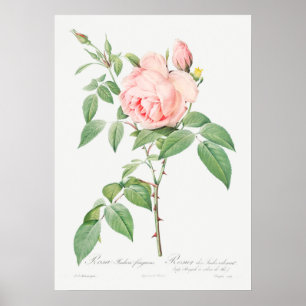 illustratie Roos Poster
