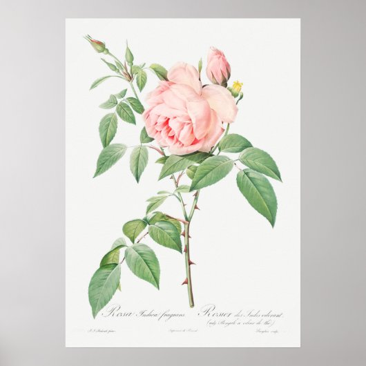  illustratie Roos Poster (Voorkant)