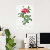 illustratie Roos Poster (Thuiskantoor)