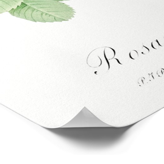 illustratie Roos Poster (Hoek)