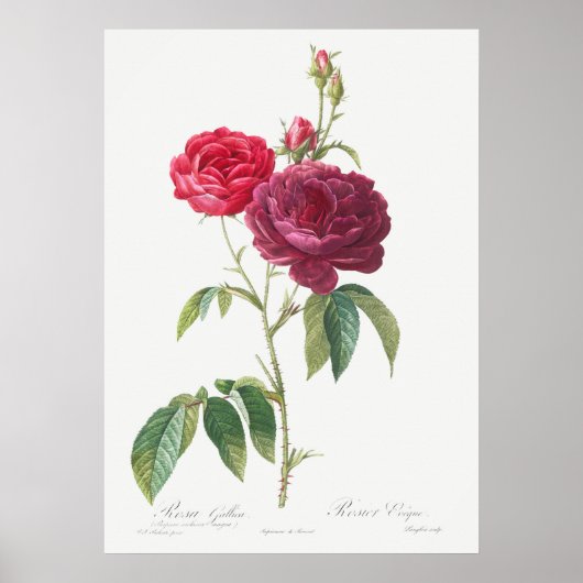 illustratie Roos Poster (Voorkant)