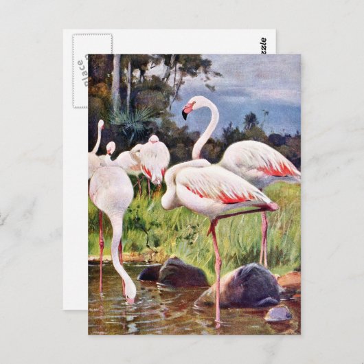  illustratie roze flamingos briefkaart (Voorkant / Achterkant)