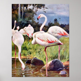 illustratie roze flamingos poster