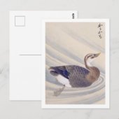  illustratie: Spot-billed eend Briefkaart (Voorkant / Achterkant)