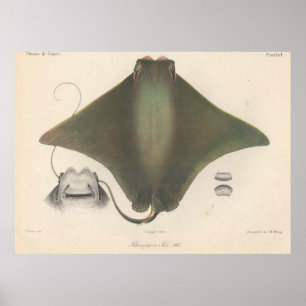 Illustratie stralen (1863) poster