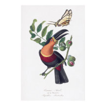 illustratie Toucan vogelmuurkunst