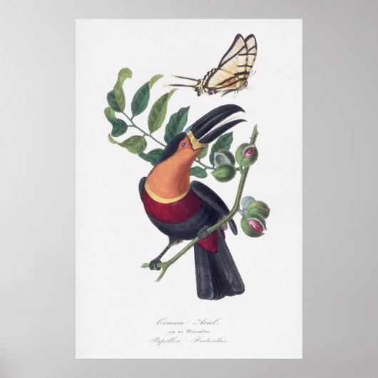 illustratie Toucan vogelmuurkunst Poster (Voorkant)