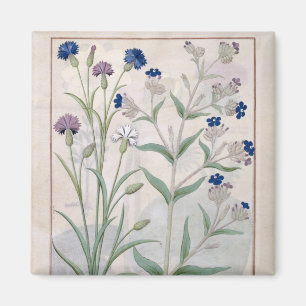 Illustratie uit het "Boek van eenvoudige geneesmid Magneet