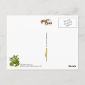 illustratie van Agathis dammara Briefkaart (Achterkant)