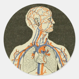 Illustratie van anatomie-veinen en -aders ronde sticker