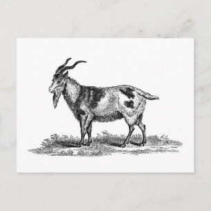 Illustratie van  binnenlandse geiten - geiten van  briefkaart