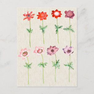 illustratie van botanische anemie briefkaart