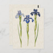  illustratie van botanische blauwe iris briefkaart (Voorkant / Achterkant)