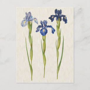  illustratie van botanische blauwe iris briefkaart