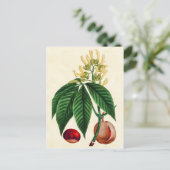 illustratie van botanische Buck Eye Tree Briefkaart (Staand voorkant)