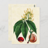 illustratie van botanische Buck Eye Tree Briefkaart (Voorkant / Achterkant)