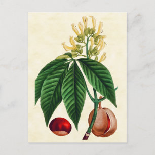  illustratie van botanische Buck Eye Tree Briefkaart