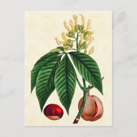 illustratie van botanische Buck Eye Tree Briefkaart (Voorkant)