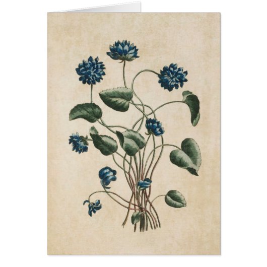  illustratie van botanische Floral Violets (Voorkant)