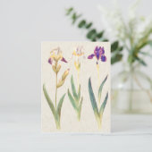 illustratie van botanische iris briefkaart (Staand voorkant)