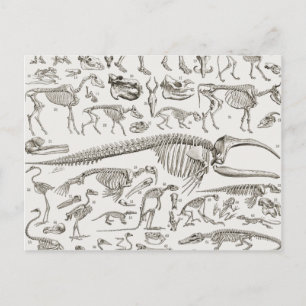 illustratie van Botten van mens en dier Briefkaart