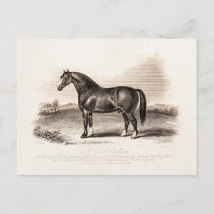 illustratie van de 1800s Cart Stallion Horse Briefkaart