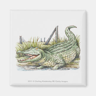 Illustratie van de alligator aan de wal magneet