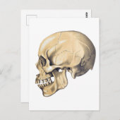  illustratie van de anatomie van de schedel briefkaart (Voorkant / Achterkant)