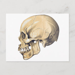 illustratie van de anatomie van de schedel briefkaart