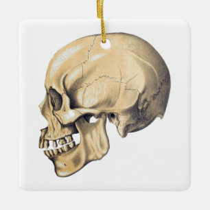  illustratie van de anatomie van de schedel keramisch ornament