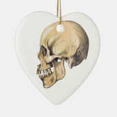  illustratie van de anatomie van de schedel keramisch ornament (Rechts)