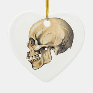  illustratie van de anatomie van de schedel keramisch ornament