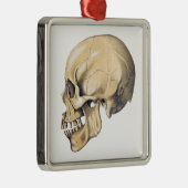  illustratie van de anatomie van de schedel metalen ornament (Rechts)