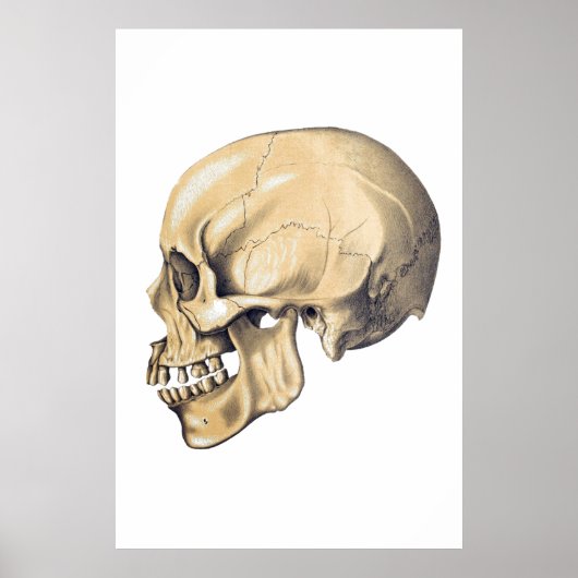 illustratie van de anatomie van de schedel poster (Voorkant)