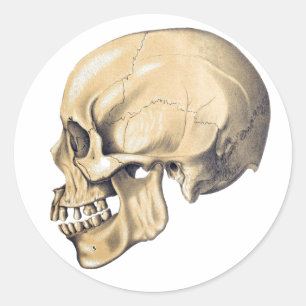  illustratie van de anatomie van de schedel ronde sticker